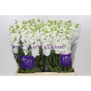 Matthiola incana StoX White
