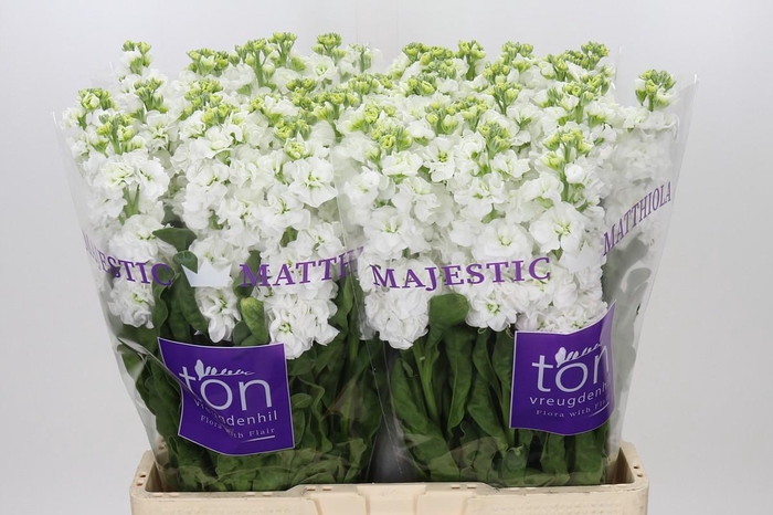 Matthiola incana StoX White