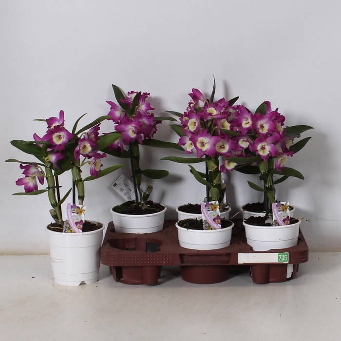 <h4>DEND NOBILE</h4>