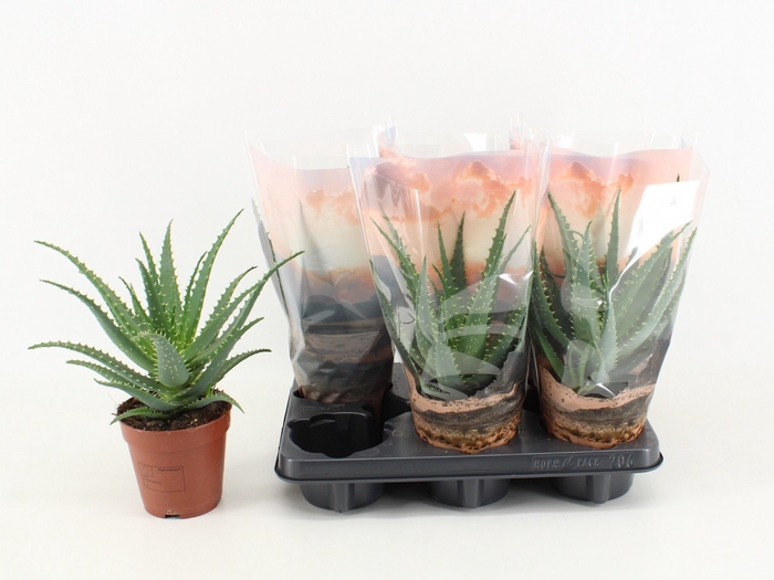 <h4>Aloe Arborescens Desserthoes</h4>