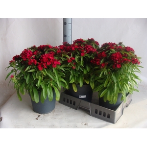 Dianthus   ...