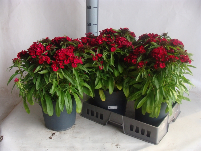 <h4>Dianthus   ...</h4>