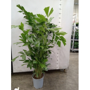 Caryota mitis