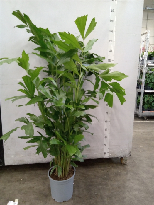 <h4>Caryota mitis</h4>