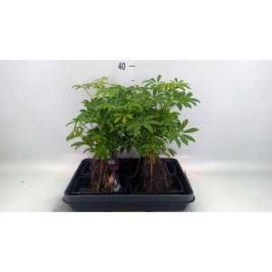 Arr.   Kamerplant Groen H%