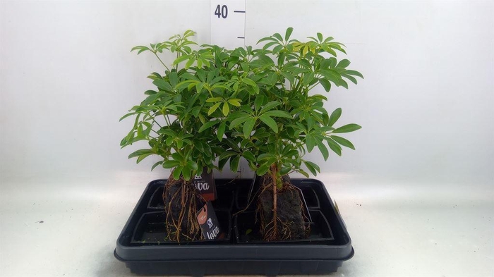 <h4>Arr.   Kamerplant Groen H%</h4>