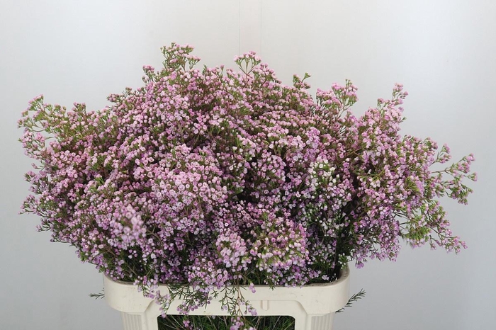 <h4>CHAME UN PIROUETTE</h4>