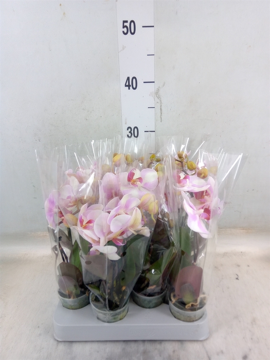 <h4>Phalaenopsis   ...rose</h4>