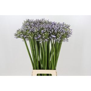 Agapanthus Silberpfeil