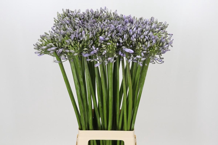 <h4>Agapanthus Silberpfeil</h4>