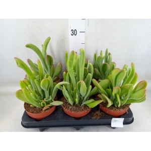 Kalanchoe NF   ...