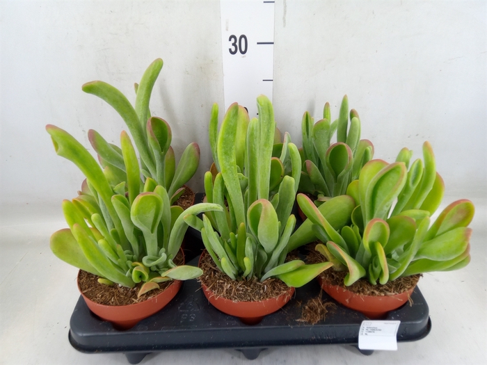 <h4>Kalanchoe NF   ...</h4>