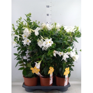 Mandevilla sand. 'SumStar White'