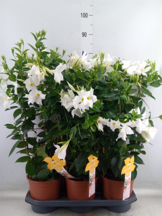 <h4>Mandevilla sand. 'SumStar White'</h4>