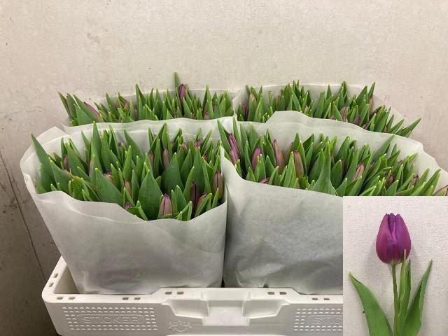 <h4>TU EN PURPLE FLAG</h4>