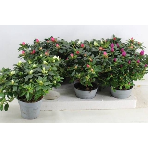 RHODO SI GEM