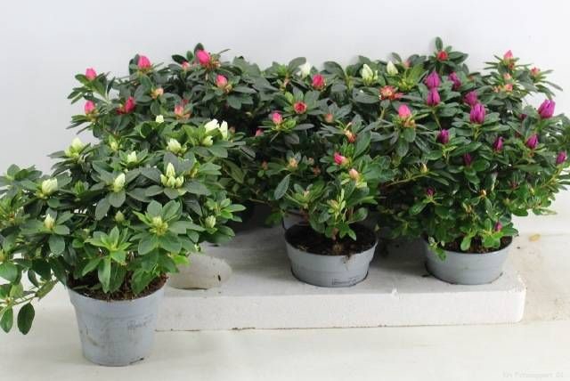 <h4>RHODO SI GEM</h4>