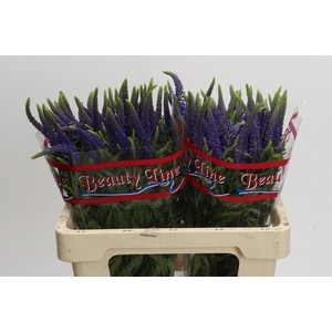 Veronica Skyler Blue