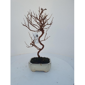 Morus nigra, pot 15cm.