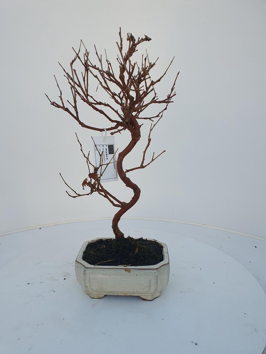 <h4>Morus nigra, pot 15cm.</h4>