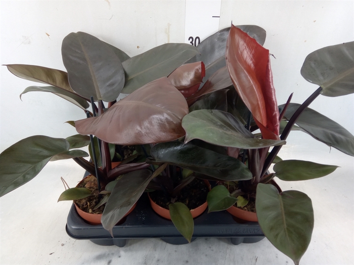 <h4>Philodendron   ...</h4>