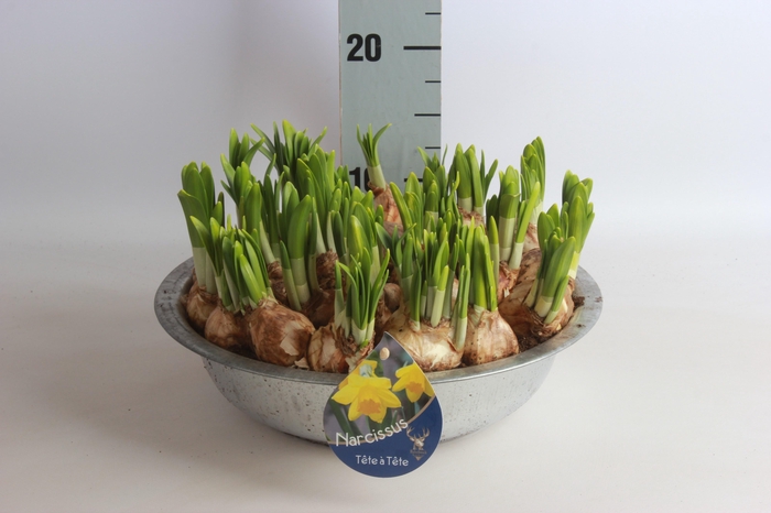 <h4>ARR N TETE A TETE</h4>