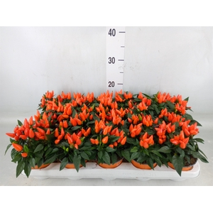 Capsicum annuum 'Salsa Dark Orange'