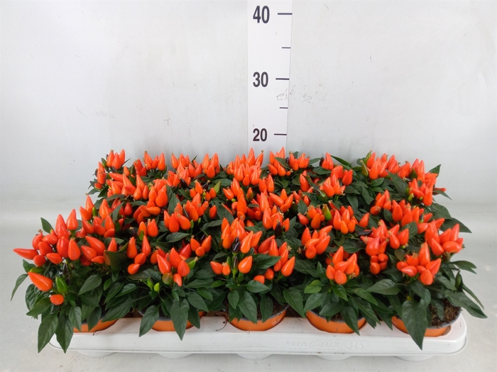 <h4>Capsicum annuum 'Salsa Dark Orange'</h4>