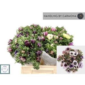 ANEM CO MIS + RARITY