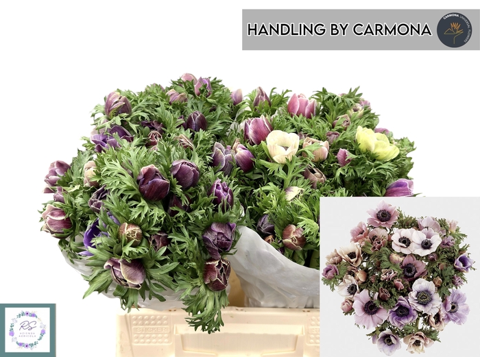 <h4>ANEM CO MIS + RARITY</h4>