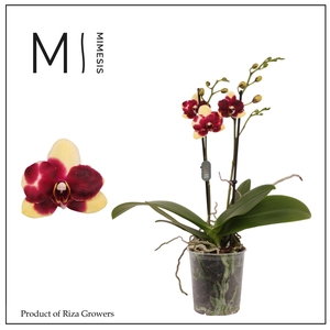 Phalaenopsis Catania 2 spike – 9cm | Mimesis