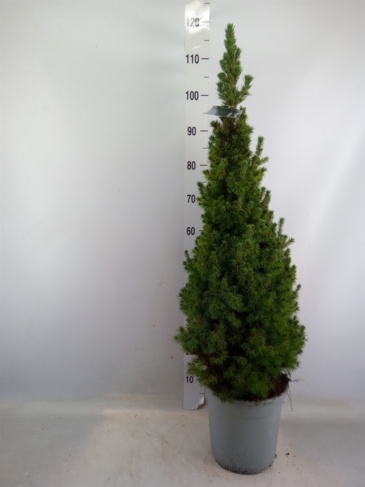 <h4>Picea glauca 'Sander's Blue'</h4>