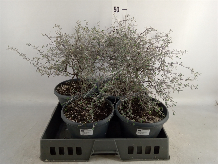 <h4>Corokia cotoneaster</h4>