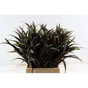 Cordyline Chicken Tail 50cm