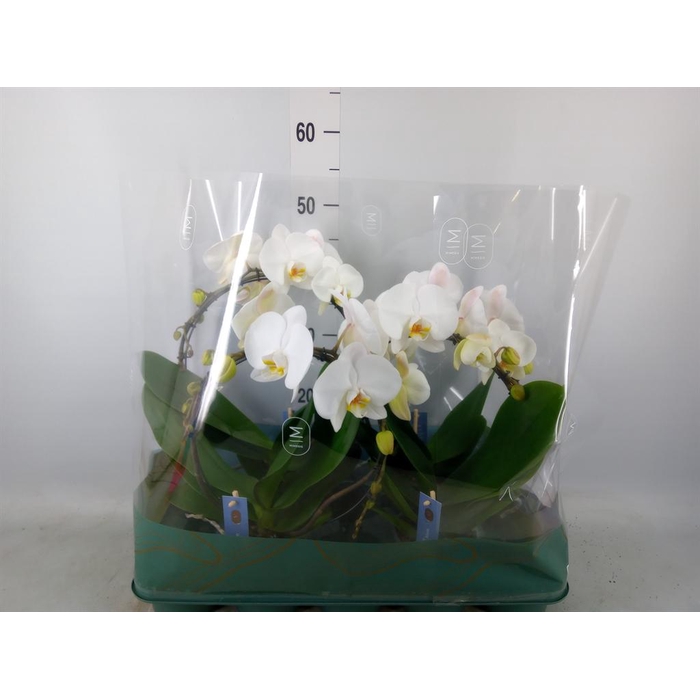 <h4>Phalaenopsis ...white</h4>