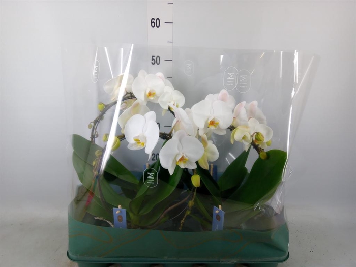 Phalaenopsis   ...white