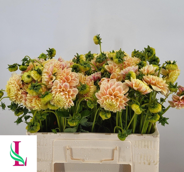 <h4>Dahl Sweet Suzanne</h4>