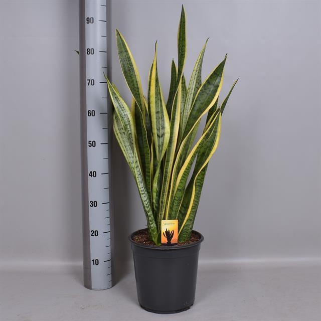 Sansevieria trifasciata Laurentii 24Ø 75cm 2pp