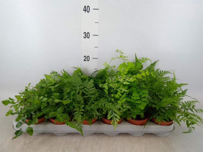 <h4>Ferns   ...mix</h4>