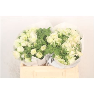 Anemone Levante Bianco