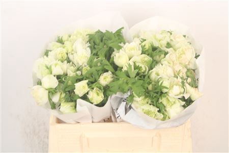 <h4>Anemone Levante Bianco</h4>
