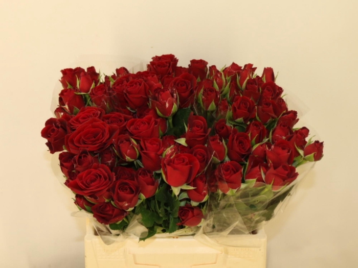 <h4>R TR IN LOVE</h4>