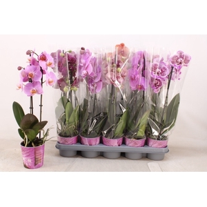PHAL GEM