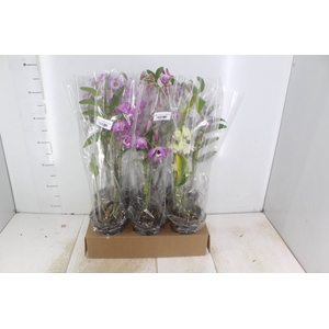 DENDROBIUM NOBILY P15 BICOLOR MIN 10 FLS