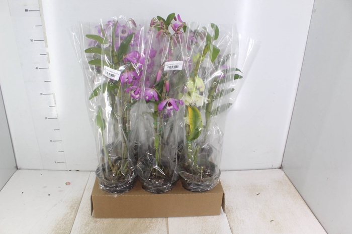 <h4>DENDROBIUM NOBILY P15 BICOLOR MIN 10 FLS</h4>