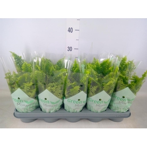 Nephrolepis exal. 'Green Moment'