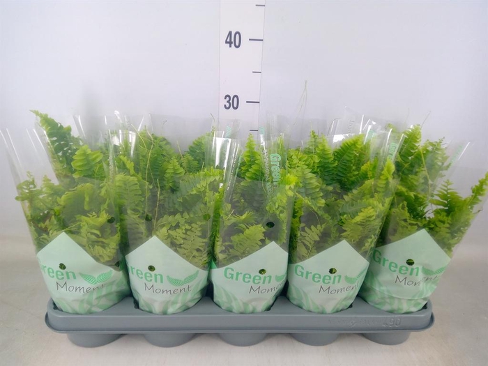 <h4>Nephrolepis exal. 'Green Moment'</h4>