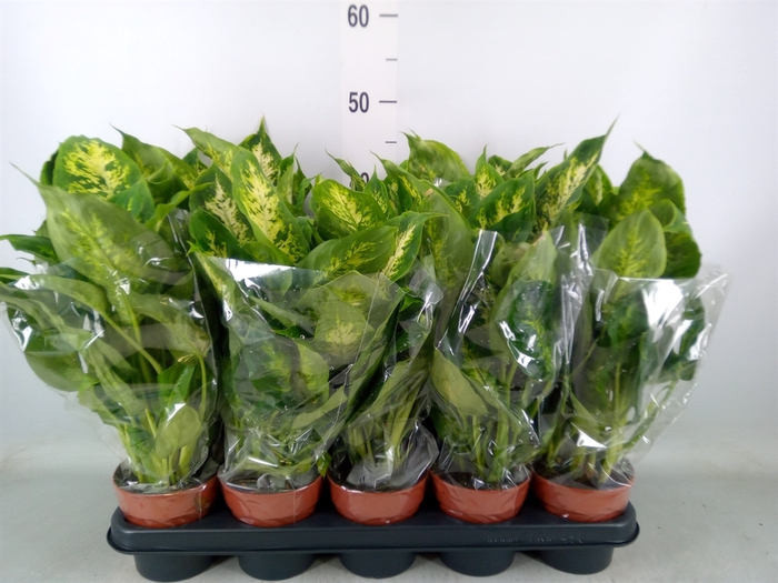 <h4>Dieffenbachia  'Camilla'</h4>