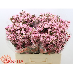 Chamelaucium Sarah's Delight