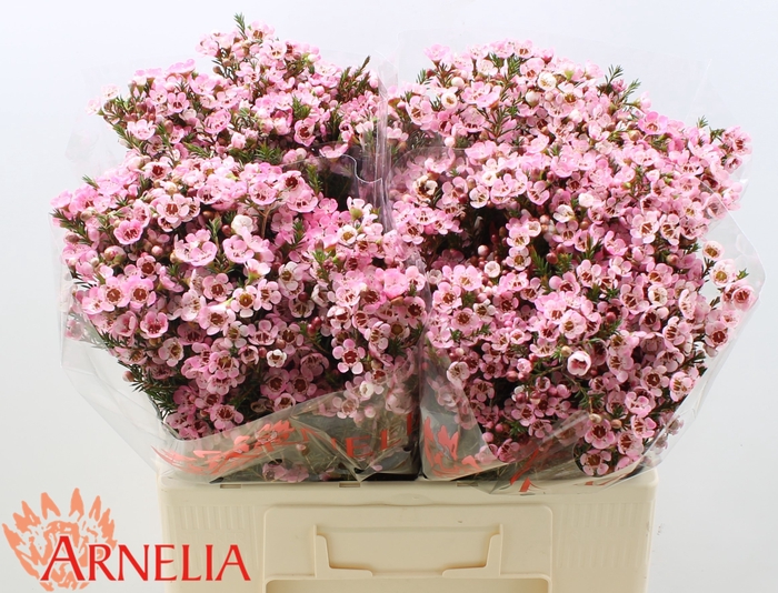 <h4>Chamelaucium Sarah's Delight</h4>